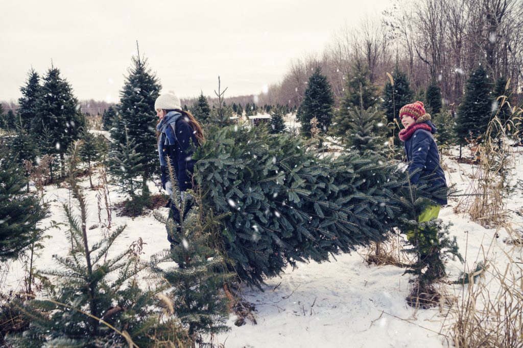 Christmas Trees near Shelby